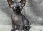 Odysseus - Sphynx Cat For Sale - Norwalk, CT, US