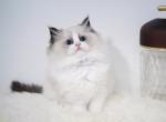 JMochi - Ragdoll Cat For Sale - NC, US