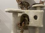 MySunshine - Bengal Cat For Sale - Newark, NJ, US