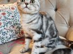 British Shorthair kittens - British Shorthair Cat For Sale - Nicholasville, KY, US