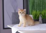 S4 - British Shorthair Cat For Sale - NY, US