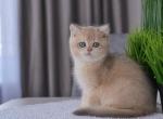 S5 - British Shorthair Cat For Sale - NY, US