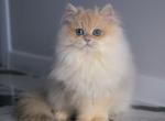 Simba longhair ay12 - British Shorthair Cat For Sale - NY, US
