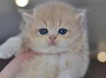 T2 Longhair boy - British Shorthair Cat For Sale - NY, US