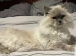 Sugar - Ragamuffin Cat For Sale/Retired Breeding - Ocala, FL, US