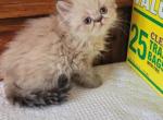 jasper - Himalayan Cat For Sale - IL, US