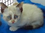 Rare Tortiepoint girl - Colorpoint Shorthair Cat For Sale - Walterboro, SC, US