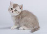 Kastiel British - British Shorthair Cat For Sale - Miami, FL, US