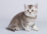 Kadley - British Shorthair Cat For Sale - Miami, FL, US