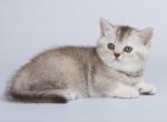 Kobeta - British Shorthair Cat For Sale - Miami, FL, US