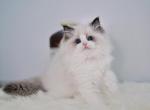 Milan - Ragdoll Cat For Sale - NC, US