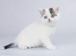 Kotonyan - British Shorthair Cat For Sale - Miami, FL, US