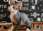 Pepsi - Devon Rex Cat For Sale - Miami, FL, US