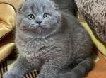 Ruta Scottish fold - Scottish Fold Cat For Sale - Hollywood, FL, US