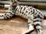 Silver Rosetted Female Penelope - Bengal Cat For Sale - Bradner, OH, US