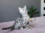 Richie - Bengal Cat For Sale - Miami, FL, US