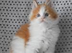 Foton - Maine Coon Cat For Sale - Miami, FL, US