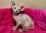 Iva Anastasia Elf - Sphynx Cat For Sale - Norwalk, CT, US