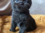 Edwin - British Shorthair Cat For Sale - Hershey, PA, US