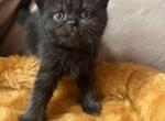 Susie - British Shorthair Cat For Sale - Hershey, PA, US