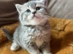 Phil - British Shorthair Cat For Sale - Hershey, PA, US