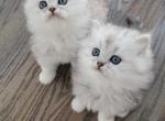 Beautiful Chinchilla Persian kittens - Persian Kitten For Sale - Seymour, CT, US