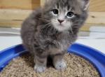 S'more - Maine Coon Cat For Sale - Westfield, MA, US