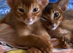 Red boy - Abyssinian Cat For Sale - Murrieta, CA, US