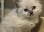 Blue Boy - Ragdoll Cat For Sale - Chambersburg, PA, US