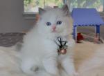 Blue Bicolor female 5 - Ragdoll Cat For Sale - Fontana, CA, US