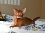 2 red girls - Abyssinian Cat For Sale - Murrieta, CA, US