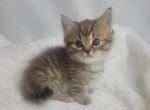 Mias newborns - Munchkin Cat For Sale - Sullivan, MO, US