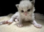 Jelly Beans babies - Ragdoll Cat For Sale - Ojai, CA, US