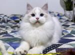 Whiskey - Ragdoll Cat For Sale - Tuscaloosa, AL, US