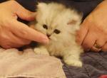 Adorable CFA Registered Silver Shaded Persian Kitt - Persian Cat For Sale - Perry, FL, US