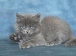 YAKHONT IZ TVERSKOGO KNYAZHESTVA - Siberian Cat For Sale - NY, US