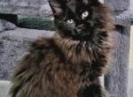 Biron - Maine Coon Cat For Sale - Jasper, GA, US