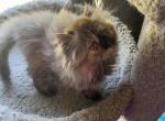 Chocolate tortie - Persian Cat For Sale - Charlotte, NC, US