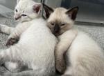 Gigis Beauties - Siamese Cat For Sale - Brooksville, FL, US