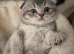 Scottish Fold kittens for adoption - Scottish Fold Cat For Sale - San Jose, CA, US