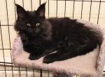 Jaynie Black Maine Coon Kitten Female - Maine Coon Cat For Sale - Waukesha, WI, US