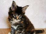 Kaila - Maine Coon Cat For Sale - Miami, FL, US