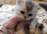 Daisy - British Shorthair Cat For Sale - MI, US