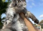 Lola - Maine Coon Kitten For Sale - Hollywood, FL, US