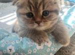 Scottish Fold Golden Female Kitten for Adoption - Scottish Fold Cat For Sale - San Jose, CA, US