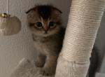 Scottish Fold Bicolor Male Kitten for Adoption - Scottish Fold Cat For Sale - San Jose, CA, US