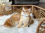 Dima - British Shorthair Cat For Sale - Fairfax, VA, US