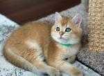 Gery - British Shorthair Cat For Sale - Fairfax, VA, US