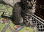 Samis Sweeties - Maine Coon Cat For Sale - Finland, MN, US