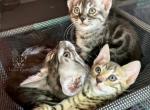 Bengals - Bengal Cat For Sale - Crestview, FL, US